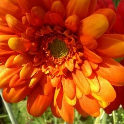 Richland One Dozen Orange Silk Gerbera Daisy Flowers