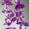 Richland 12 Purple Orchid Flower Leis Flowers