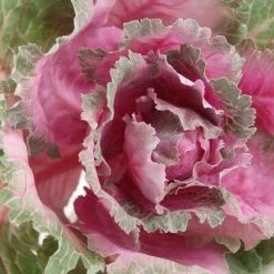 Richland Ornamental Cabbage Cerise Green 10"