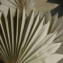 Richland Palm Leaf Fans Dried Pack Of 5 Seasonal Parties