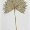 Richland Palm Leaf Fans Dried Pack Of 5 Seasonal Parties