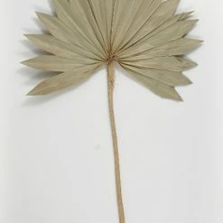 Richland Palm Leaf Fans Dried Pack Of 5 Seasonal Parties