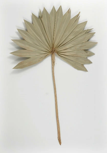 Richland Palm Leaf Fans Dried Pack Of 5 Seasonal Parties 1 Richland Palm Leaf Fans Dried Pack Of 5 Seasonal Parties