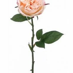 Richland Valentine's Day 12 Long Stem Peach Roses