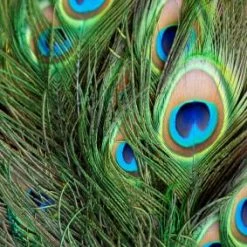 Richland Shop By Event Peacock Eye Feathers 8-12in (Pack Of 100) Bulk Buy