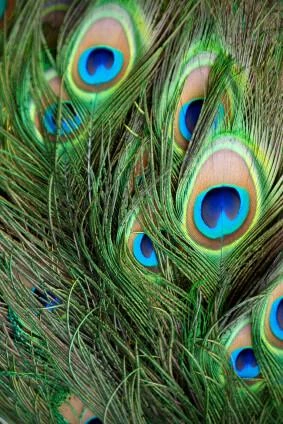 Richland Shop By Event Peacock Eye Feathers 8-12in (Pack Of 100) Bulk Buy 1 Richland Shop By Event Peacock Eye Feathers 8-12in (Pack Of 100) Bulk Buy