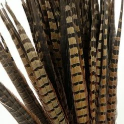 Richland Shop By Event Pheasant Feathers 18in | Pack Of 100