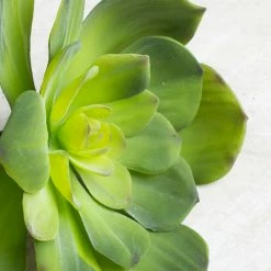 Save-On-Crafts Succulents Pick Echeveria 6in Green