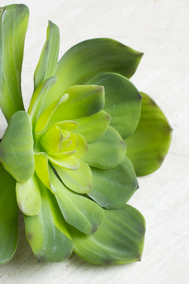 Save-On-Crafts Succulents Pick Echeveria 6in Green 1 Save-On-Crafts Succulents Pick Echeveria 6in Green