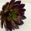 Richland Seasonal Parties Faux Succulents Burgundy 9" Echeveria