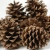 Richland Seasonal Parties Ponderosa Pine Cones 12 Cones