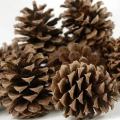 Richland Seasonal Parties Ponderosa Pine Cones 12 Cones