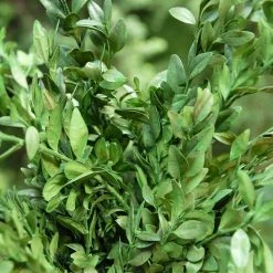 Richland Preserved Boxwood Bundle In Natural Green 5oz. Christmas