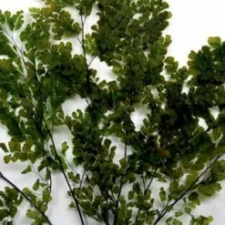 Richland Preserved Ferns 5-6 Stems Lutti Adianthum
