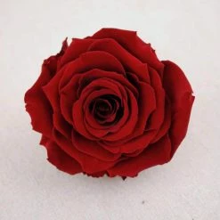 Richland Preserved Roses 4" Burgundy Red Seasonal Parties