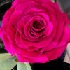 Save-On-Crafts Rose Head Preserved 4in Violet Valentine's Day