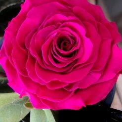 Save-On-Crafts Rose Head Preserved 4in Violet Valentine's Day