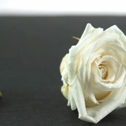 Richland Preserved Roses White 1in (15 Roses) 3 Richland Preserved Roses White 1in (15 Roses)