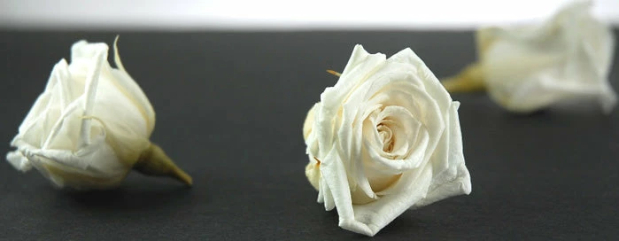 Richland Preserved Roses White 1in (15 Roses) 2 Richland Preserved Roses White 1in (15 Roses)