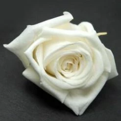 Richland Preserved Roses White 1in (15 Roses)
