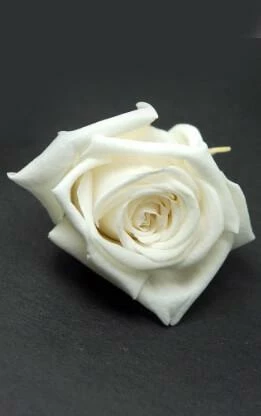 Richland Preserved Roses White 1in (15 Roses) 1 Richland Preserved Roses White 1in (15 Roses)