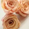 Richland Preserved Roses 2.5" Peach (6 Roses)