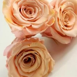 Richland Preserved Roses 2.5" Peach (6 Roses)
