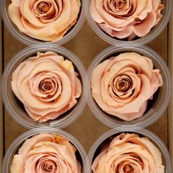 Richland Preserved Roses 2.5" Peach (6 Roses)