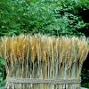 Richland Shop By Event Natural Preserved Wheat Bundle 10"x 15"