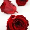 Richland Preserved Roses Red 2.5in (6 Rose Heads) Seasonal Parties