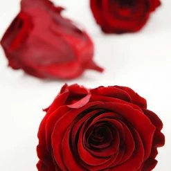 Richland Preserved Roses Red 2.5in (6 Rose Heads) Seasonal Parties