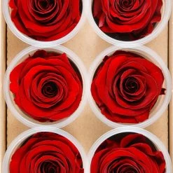 Richland Preserved Roses Red 2.5in (6 Rose Heads) Seasonal Parties