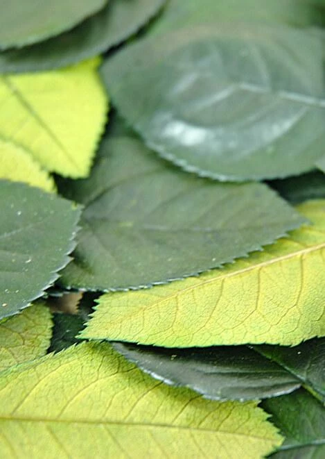 Richland Preserved Rose Leaves 1 Richland Preserved Rose Leaves