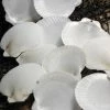 Richland Scallop Shells Pearl White | Pack Of 50