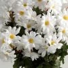 Richland Silk White Daisies Bouquet (72 Flowers)