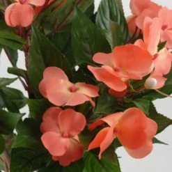Richland Coral Impatiens Flowers