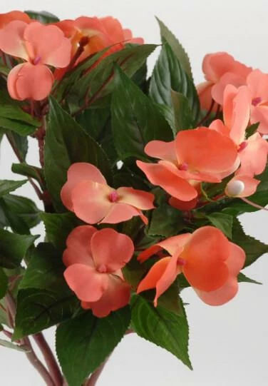 Richland Coral Impatiens Flowers 1 Richland Coral Impatiens Flowers