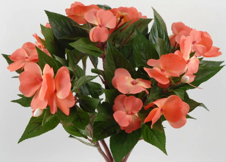 Richland Coral Impatiens Flowers 2 Richland Coral Impatiens Flowers
