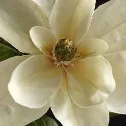 Richland Seasonal Parties Deluxe Silk Magnolia 34