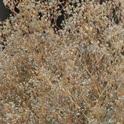 Richland Silver Sparkle Preserved Baby's Breath Branches 24in 4oz Bundle Anniversary