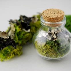 Richland Small Glass Bottles With Cork 2.75in (Pack Of 10)