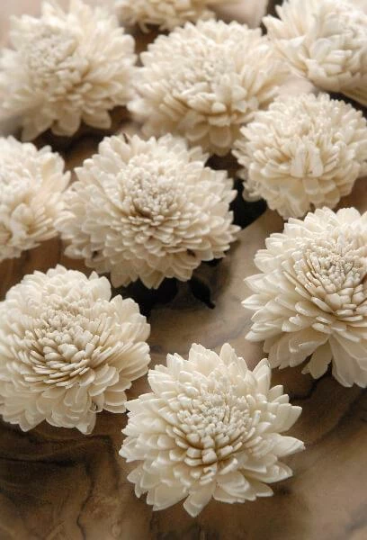 Richland Sola Flowers Juhi Flowers 2.25in (Pack Of 12) Fall 1 Richland Sola Flowers Juhi Flowers 2.25in (Pack Of 12) Fall