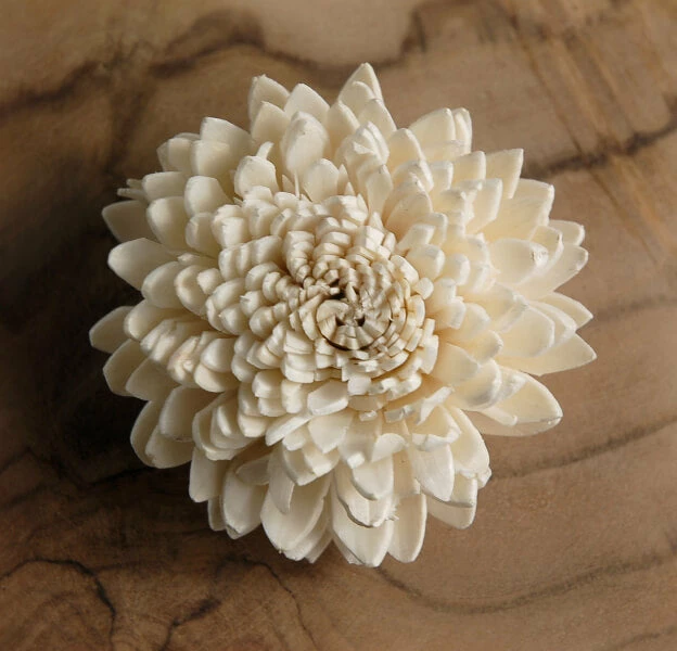 Richland Sola Flowers Juhi Flowers 2.25in (Pack Of 12) Fall 2 Richland Sola Flowers Juhi Flowers 2.25in (Pack Of 12) Fall