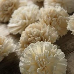 Richland Sola Flower Carnations  (12 Flowers)