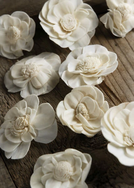 Richland Sola Flowers Proteas (pack Of 18) Seasonal Parties 2 Richland Sola Flowers Proteas (pack Of 18) Seasonal Parties