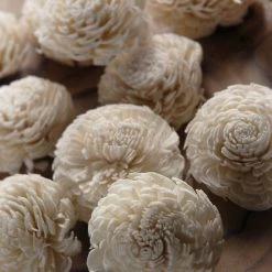 Richland Sola Flowers Shell Flowers Mums (12 Flowers) 2.25"