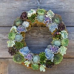 Richland Sphagnum Moss Living Wreath 16 Inch Seasonal Parties