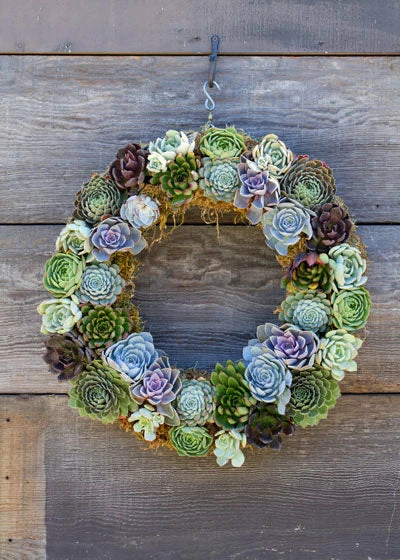 Richland Sphagnum Moss Living Wreath 16 Inch Seasonal Parties 2 Richland Sphagnum Moss Living Wreath 16 Inch Seasonal Parties