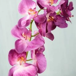 Richland Phalaenopsis Orchid Spray Hanging Orchid Stem