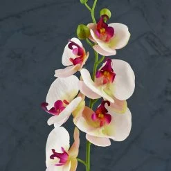 Richland Phalaenopsis Orchid Spray In Cream With Pink & Purple Highlights - 33" Tall Fall